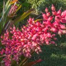Bromeliad Silver Vase {Aechmea Bracteata} Flowering  10 Seeds