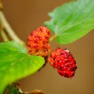 Red Mulberry Tree {Morus Rubra} Organic  15 Seeds