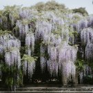 White Wisteria {Wisteria Sinensis} 5 Seeds Showy Perennial Climbing Vine Shrub