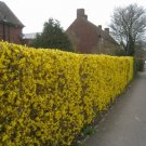 Weeping Forsythia {Forsythia Suspensa} Ornate Showy Shrub  Fast Growing 20+ Seeds