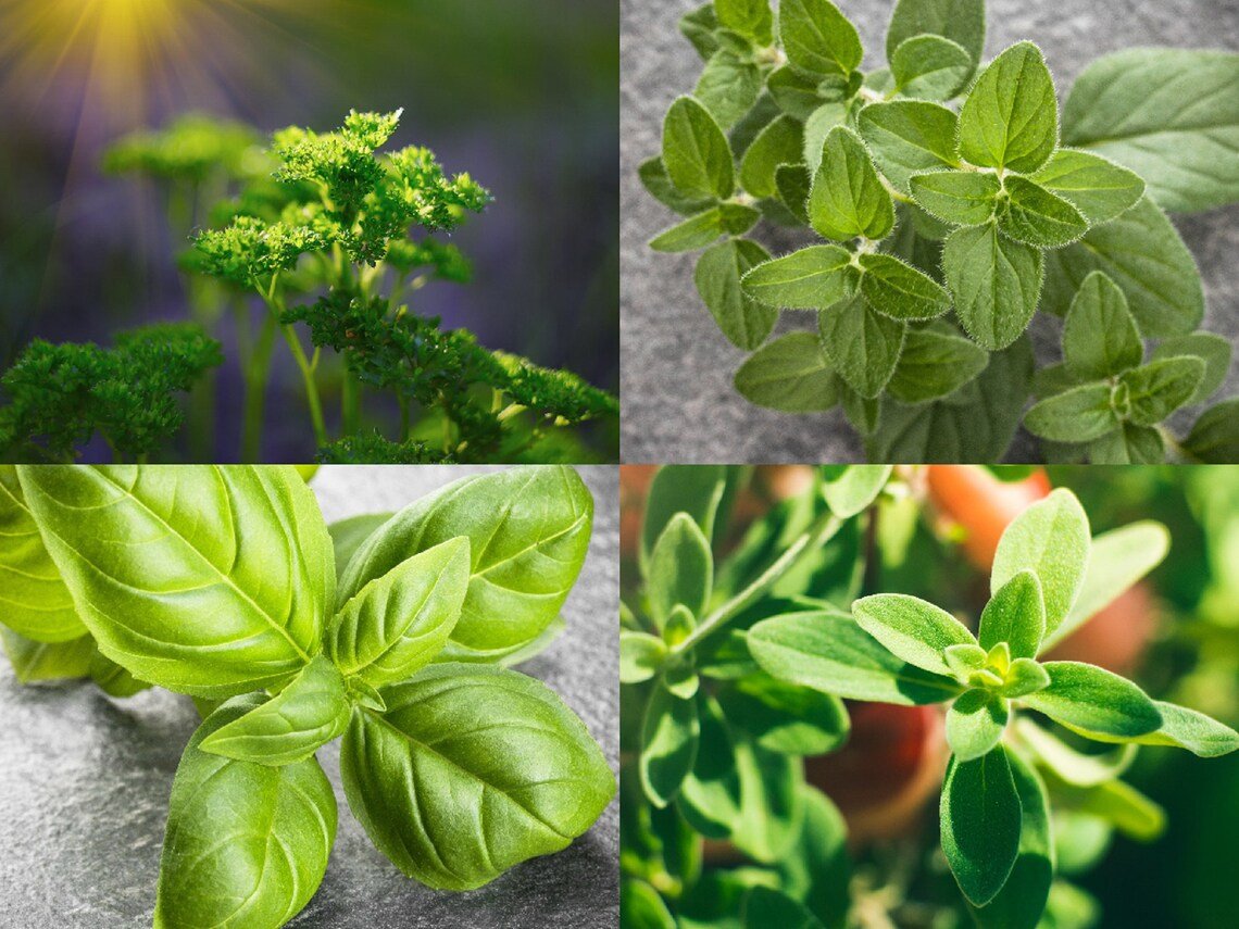 Culinary Herb Seeds Survival Kit Or Grow Indoors: Basil Parsley Oregano Marjoram