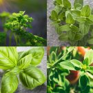 Culinary Herb Seeds Survival Kit Or Grow Indoors: Basil Parsley Oregano Marjoram