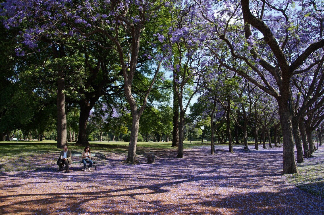 Blue Jacaranda Ornate Blooming Tree {Jacaranda Mimosaefolia} Fragrant  Drought Tolerant 50 Seeds