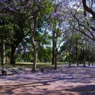 Blue Jacaranda Ornate Blooming Tree {Jacaranda Mimosaefolia} Fragrant  Drought Tolerant 50 Seeds