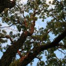 Japanese Raisin Tree Rare! {Hovenia Dulcis} Bonsai  10 Seeds