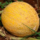 70 Day Cantaloupe! Minnesota Midget {Cucumis Melo} Heirloom Non-Gmo 100+ Seeds!