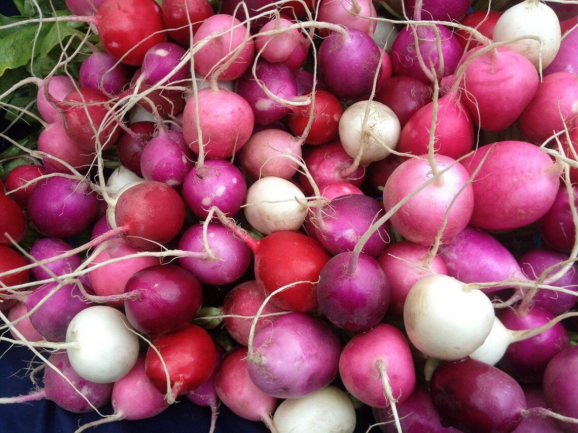 Easter Egg Radish Assortment Beta Vulgaris Non-Gmo Multi Colored Heirloom Cold Tolerant Fast Growth 