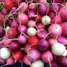 Easter Egg Radish Assortment Beta Vulgaris Non-Gmo Multi Colored Heirloom Cold Tolerant Fast Growth 