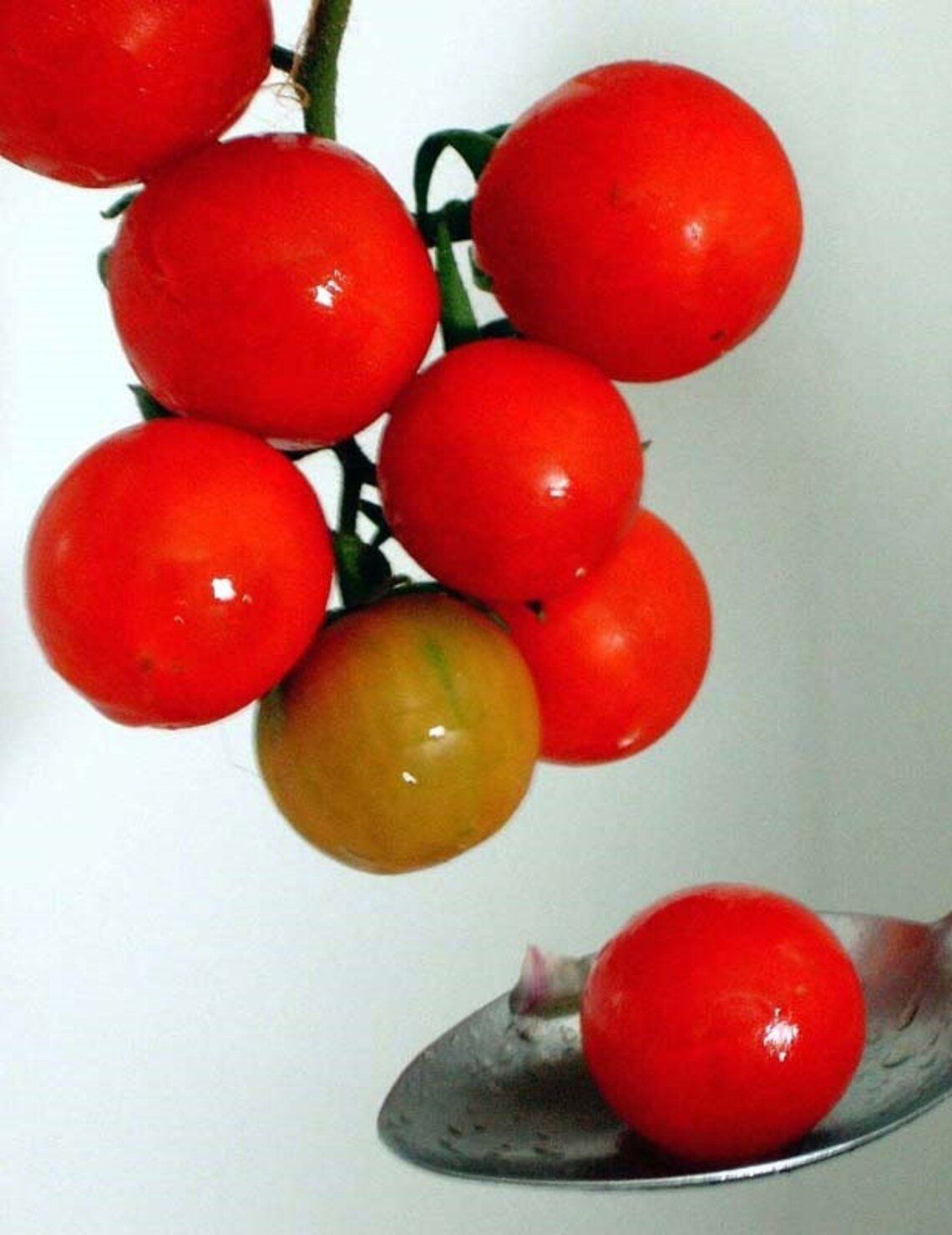 Tumbling Tom  65 Day {Solanum Lycopersicum} Worlds Smallest  Indoor Outdoor 20+ Seeds