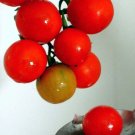 Tumbling Tom  65 Day {Solanum Lycopersicum} Worlds Smallest  Indoor Outdoor 20+ Seeds