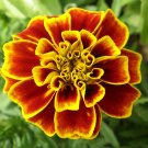 Florist Choice! French Marigold Tagetes Patula Durango Bee  Bouquet Floral Arrangement Highly Fragra