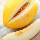 Crenshaw Sweet Melon Culinary Select! {Cucumis Melo} Heirloom  40+ Seeds