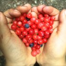 Black Gold Huckleberry {Vaccinium Membranaceum} Edible Superfruit!  30+ Seeds