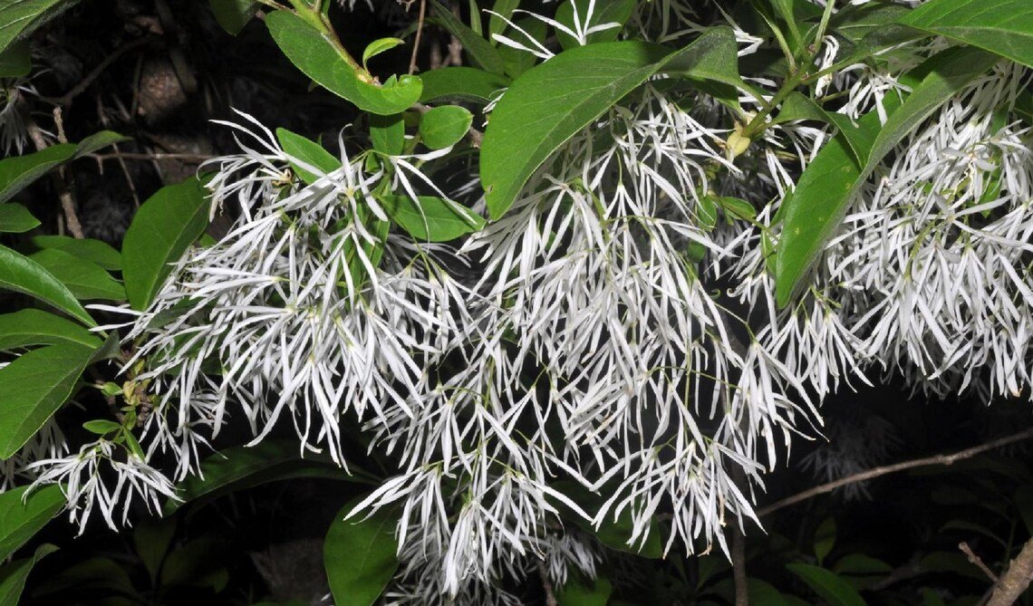 White Fringe Tree {Chionanthus Virginicus} Asa Winner  10 Seeds