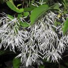 White Fringe Tree {Chionanthus Virginicus} Asa Winner  10 Seeds