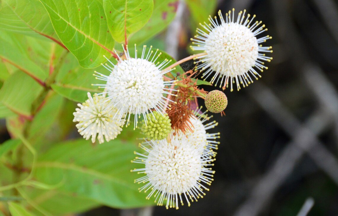 Buttonbush Ornamental Shrub {Cephalanthus Occidentalis} Fast Growing  30+ Seeds