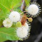 Buttonbush Ornamental Shrub {Cephalanthus Occidentalis} Fast Growing  30+ Seeds