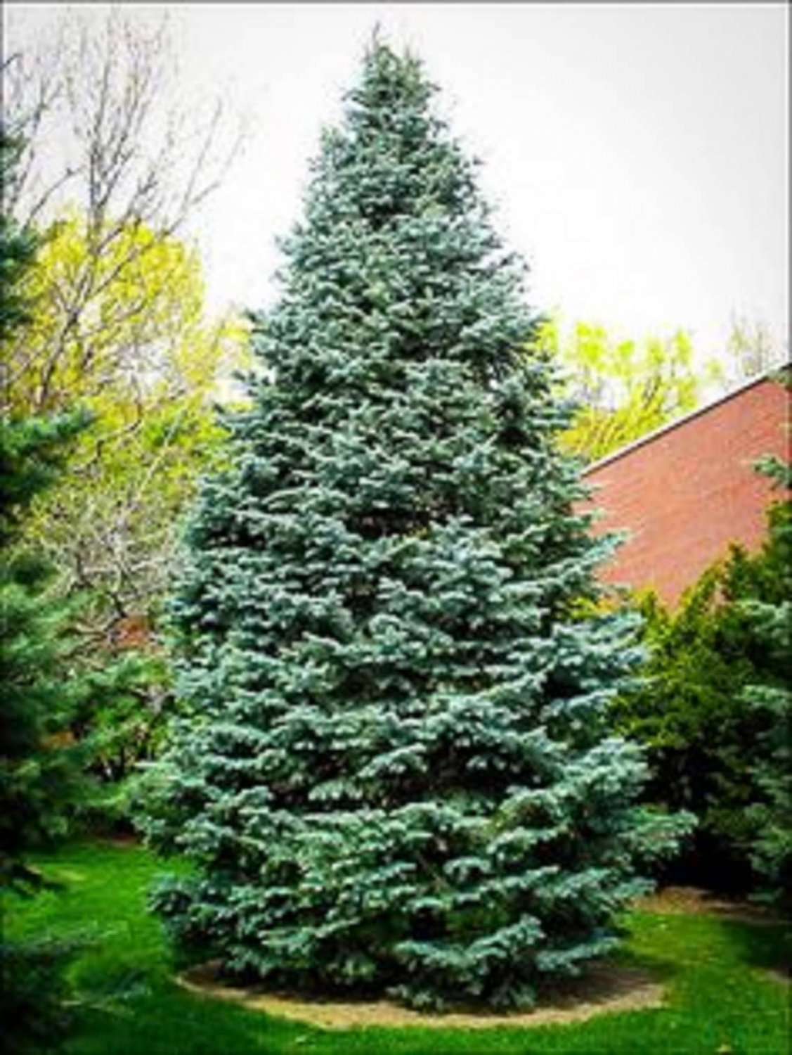 Christmas Day Spruce {Picea Meyeri} Fast Growing  20 Seeds