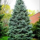 Christmas Day Spruce {Picea Meyeri} Fast Growing  20 Seeds