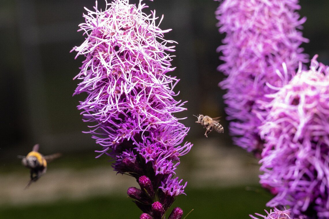 Florist Choice! Kobold Dense Blazing Star {Liatris Spicata} 25+ Seeds Indoor Starter