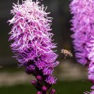 Florist Choice! Kobold Dense Blazing Star {Liatris Spicata} 25+ Seeds Indoor Starter