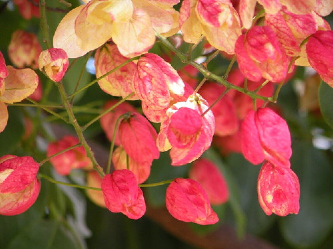 Red Shower Tree {Cassia Marginata} Showy Tropical  Indoor / Outdoor 5 Seeds