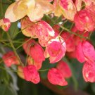Red Shower Tree {Cassia Marginata} Showy Tropical  Indoor / Outdoor 5 Seeds