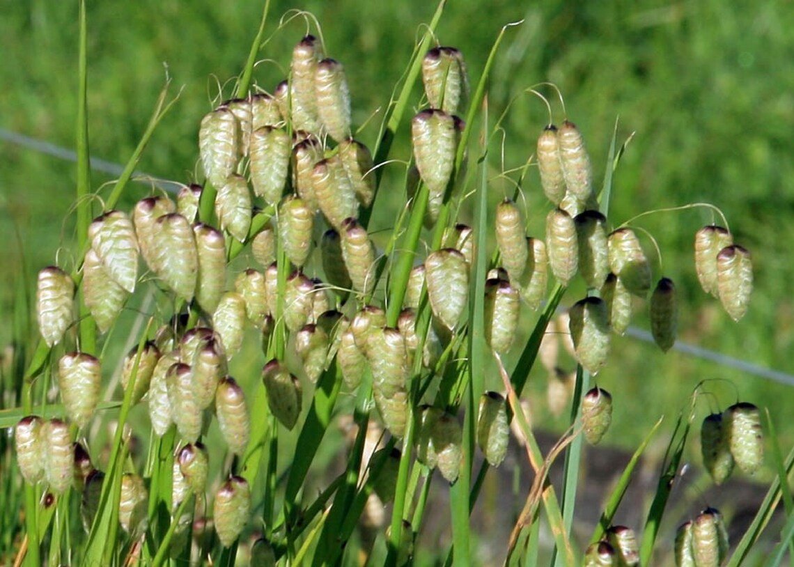 Quaking Grass {Brixa Maxima} Ornamental Cutting 100+ Seeds