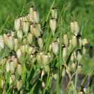 Quaking Grass {Brixa Maxima} Ornamental Cutting 100+ Seeds