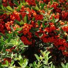 Landscapers Select! Scarlet Firethorn {Pyracantha Coccinea} Ornamental Privacy Shrub 25+ Seeds