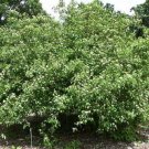 Silky Dogwood {Cornus Amomum} Flowering  30 Seeds