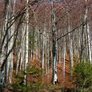 Silver Birch {Betula Pendula} Elegant Ornamental  100+ Seeds