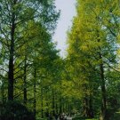 Dawn Redwood {Metasequoia Glyptostroboides} Fast Growing  25+ Seeds