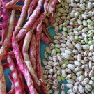 Cranberry Bean {Phaseolus Vulgaris Borlotti} Organic Edible  25 Seeds