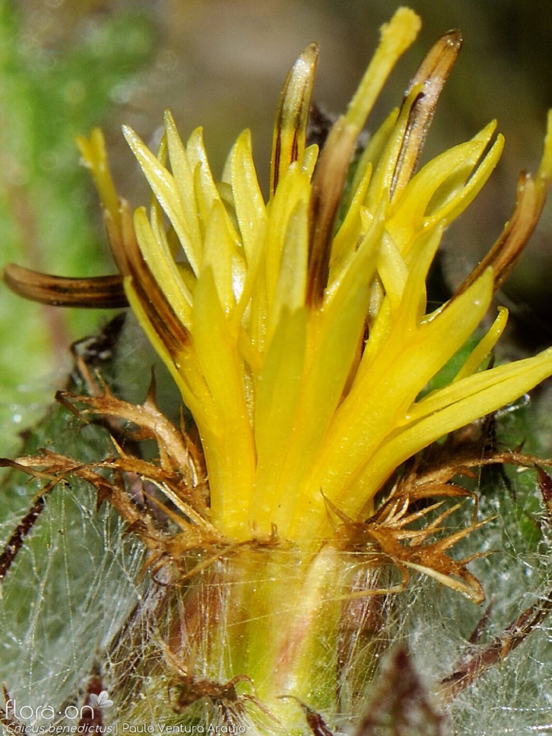 Blessed Thistle { Cnicus Benedictus } Organic  10 Seeds