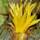 Blessed Thistle { Cnicus Benedictus } Organic  10 Seeds