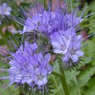Lacy Phacelia {Phacelia Tanacetifolia} Edible  1,700+ Seeds