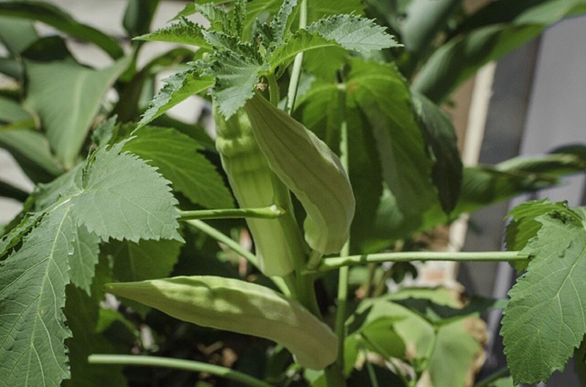 Clemson Spineless Okra 100+ Seeds Heirloom