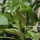 Clemson Spineless Okra 100+ Seeds Heirloom