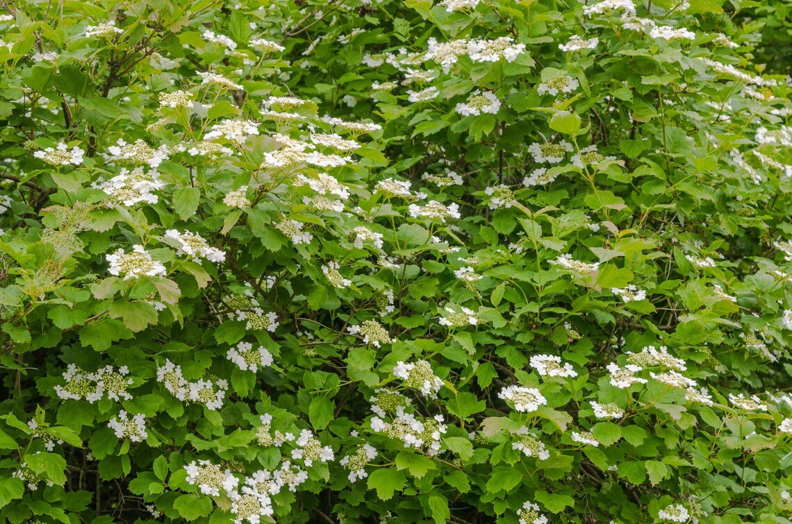 Linden Berry ""Cardinal Candy "" Landscapers' Select! Deciduous Shrub {Viburnum Dilatium} Showy 10 S