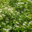 Linden Berry ""Cardinal Candy "" Landscapers' Select! Deciduous Shrub {Viburnum Dilatium} Showy 10 S