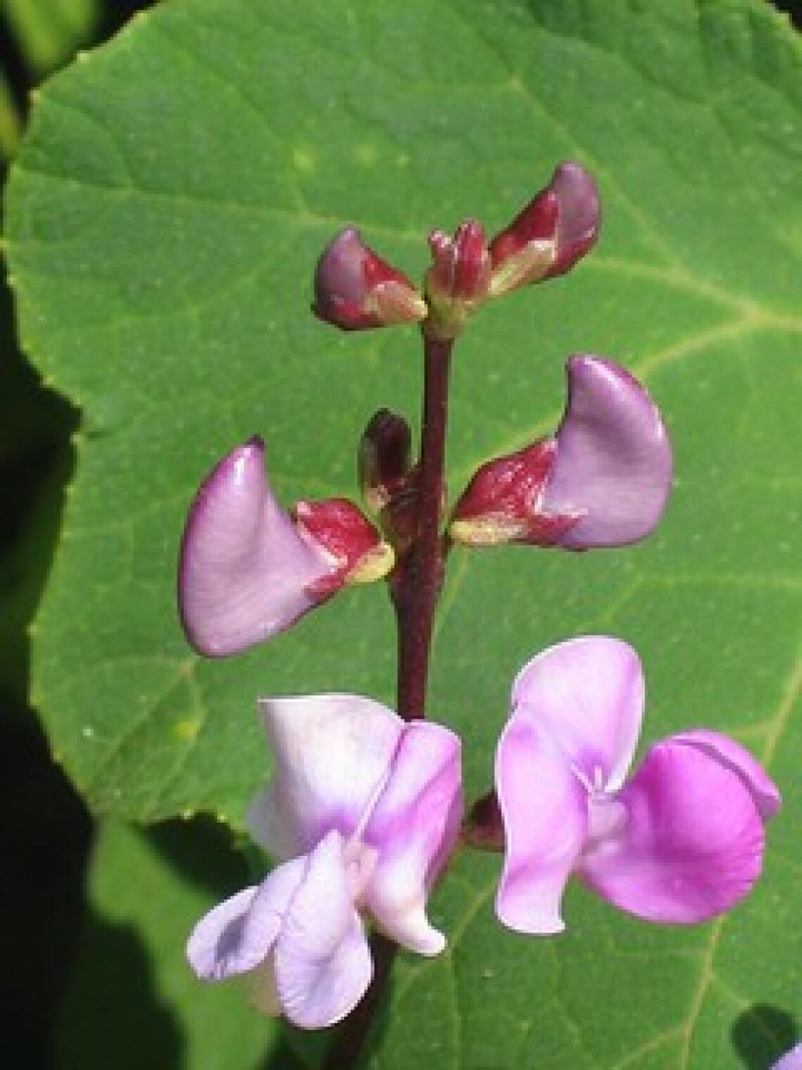 Wild Pea Vine Organic {Dolichos Biflorus} Heirloom  25 Seeds