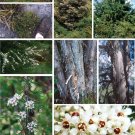 White Kanuka Tea Tree {Kunzea Ericoides} Highly Fragrant  100+ Seeds