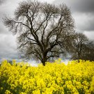 Organic Canola Seed {Brassica Napus} Winter Harvest  40+ Seeds