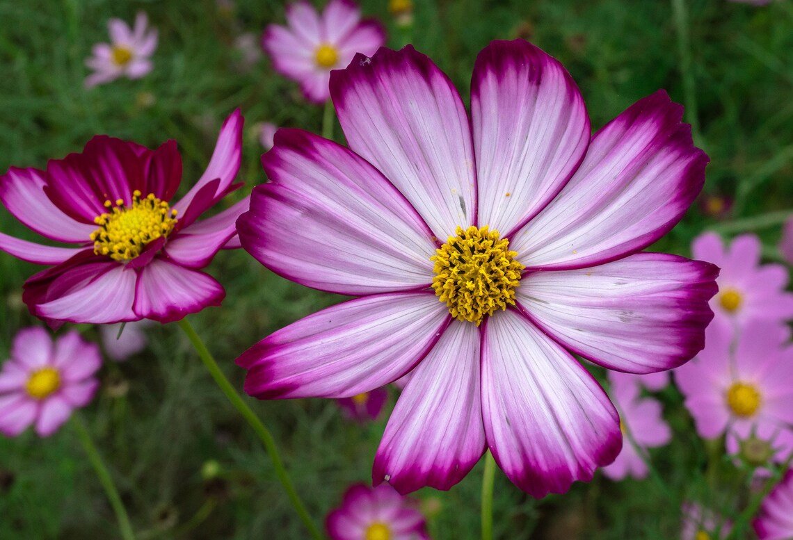 Cosmos Candy Stripe Florist Choice! {Cosmos Bipinnatus} Cutting  50+ Seeds