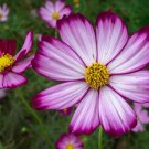 Cosmos Candy Stripe Florist Choice! {Cosmos Bipinnatus} Cutting  50+ Seeds