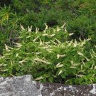 Mountain Pepper Bush {Clethra Acuminata} Organic Heirloom  30+ Seeds