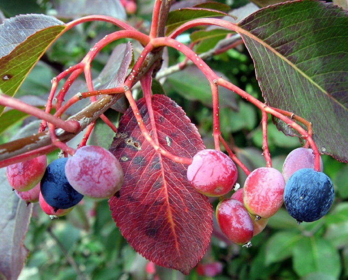 Organic Black Haw Berry Fruiting Shrub {Viburnum Prunifolium} Zero Waste Plant  20 Seeds