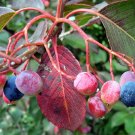 Organic Black Haw Berry Fruiting Shrub {Viburnum Prunifolium} Zero Waste Plant  20 Seeds