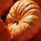 10 Cinderella Pumpkin Seeds - Fairytale Carriage Pumpkins